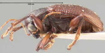 Media type: image; Entomology 9808   Aspect: habitus lateral view